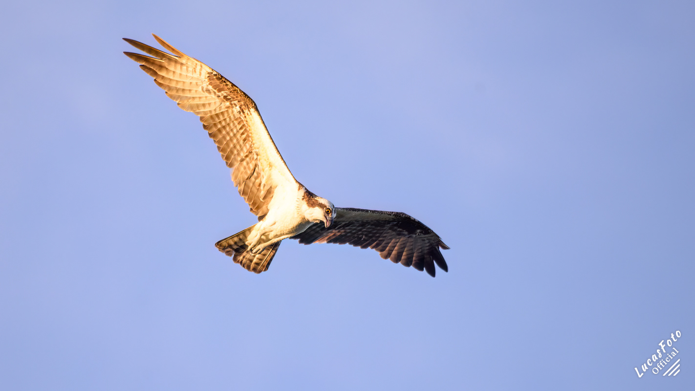 Osprey