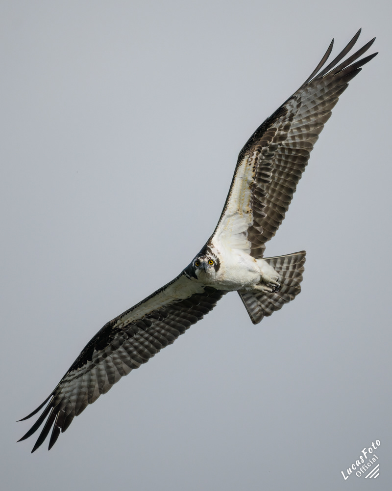 Osprey