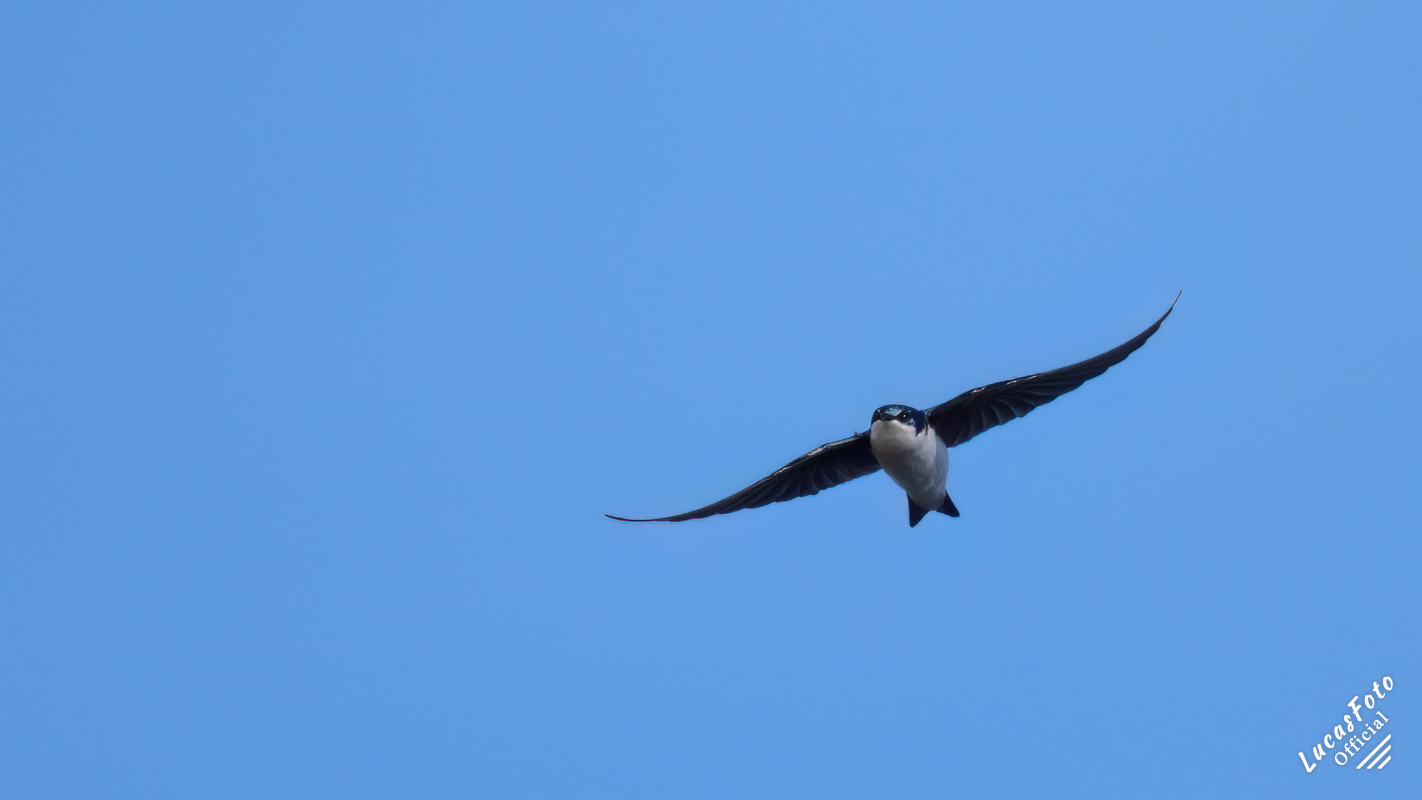 Tree Swallow