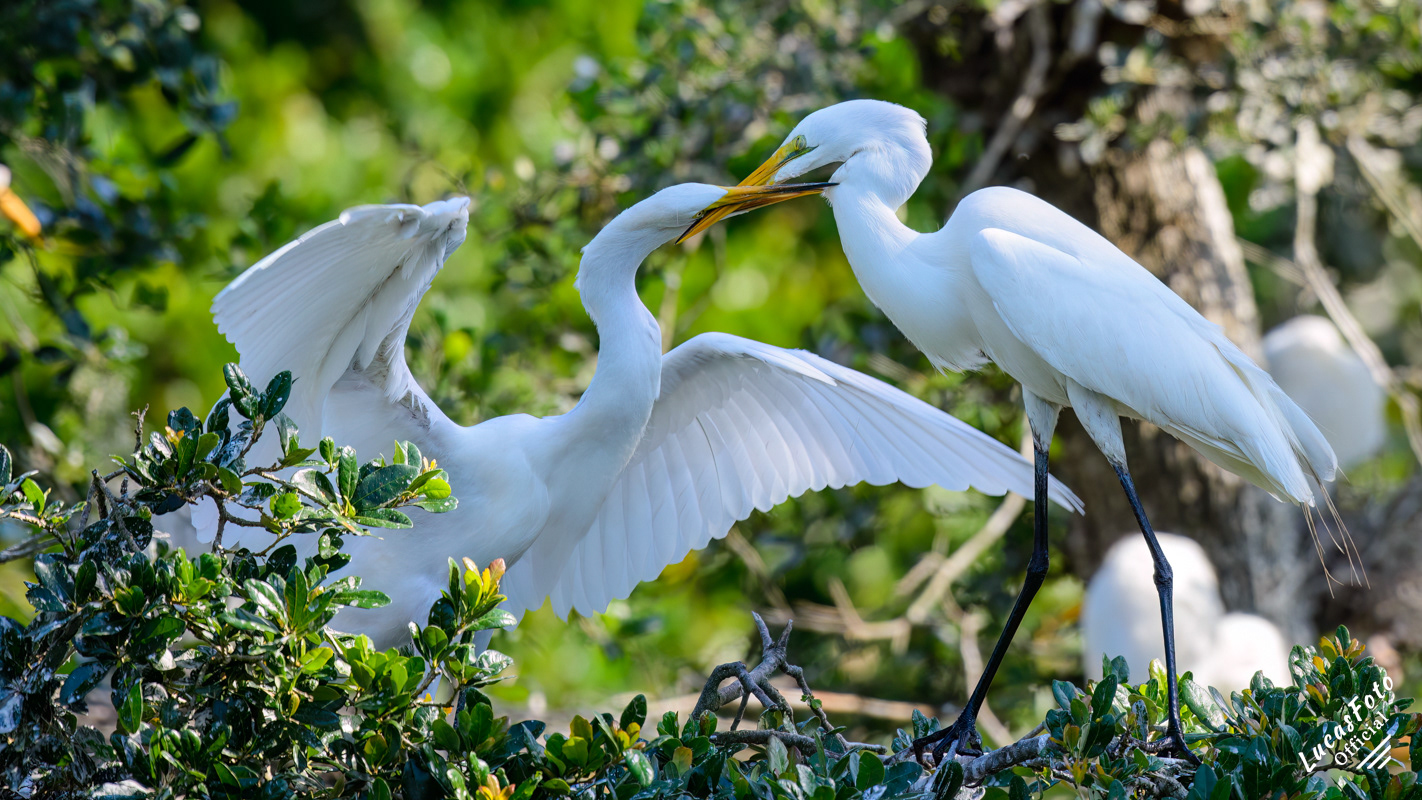 Great Egret