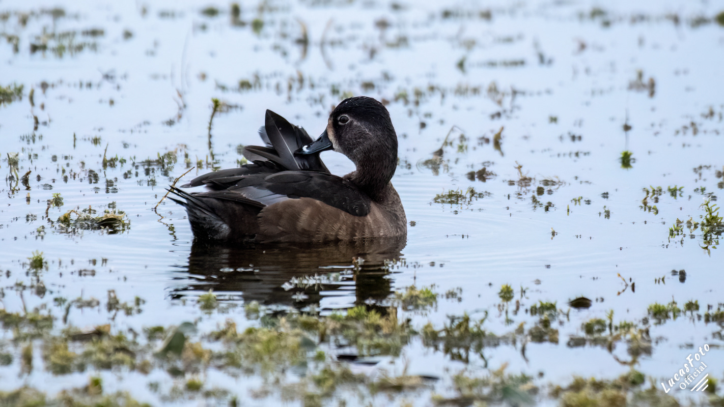 Ring-necked Duck