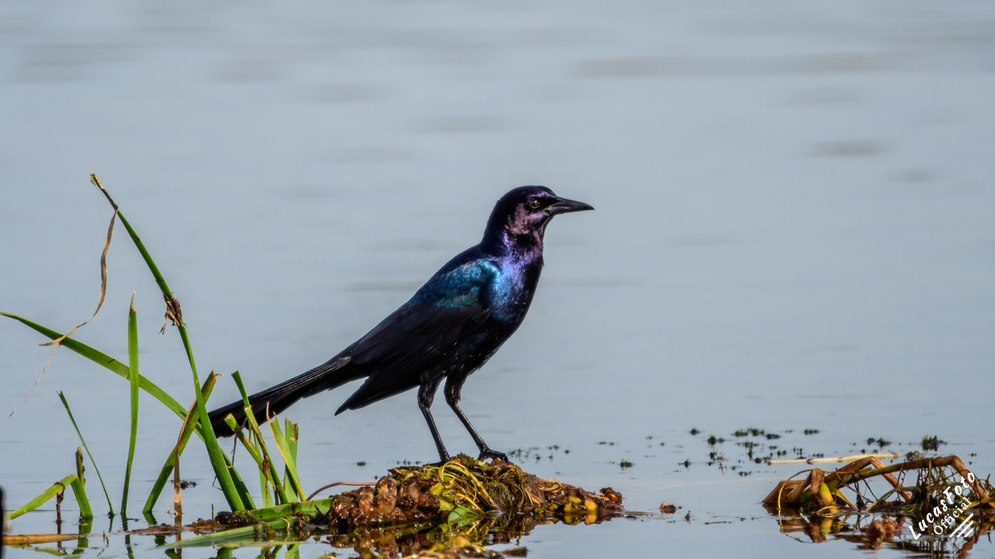 Boat-tailed Grackle