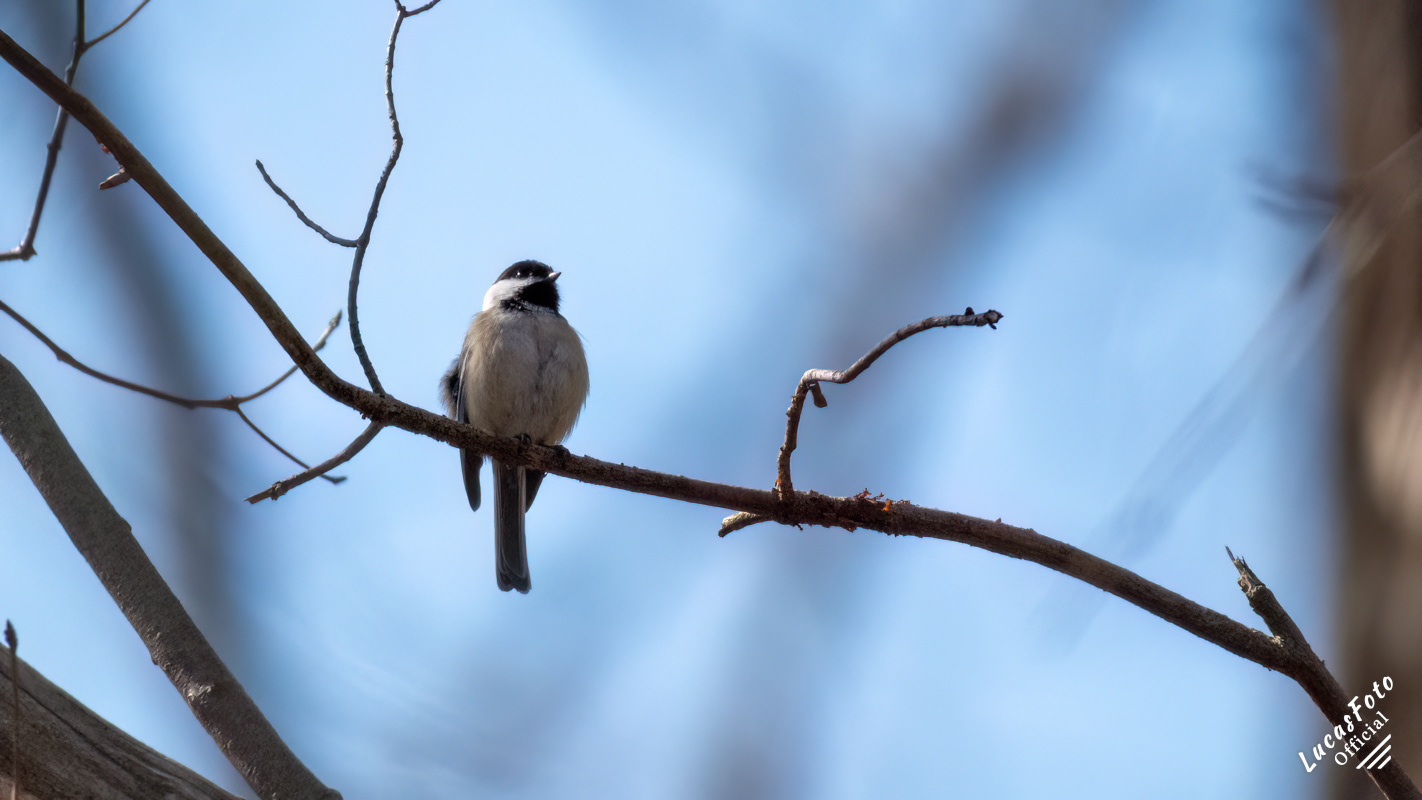 Black-capped Chickadee