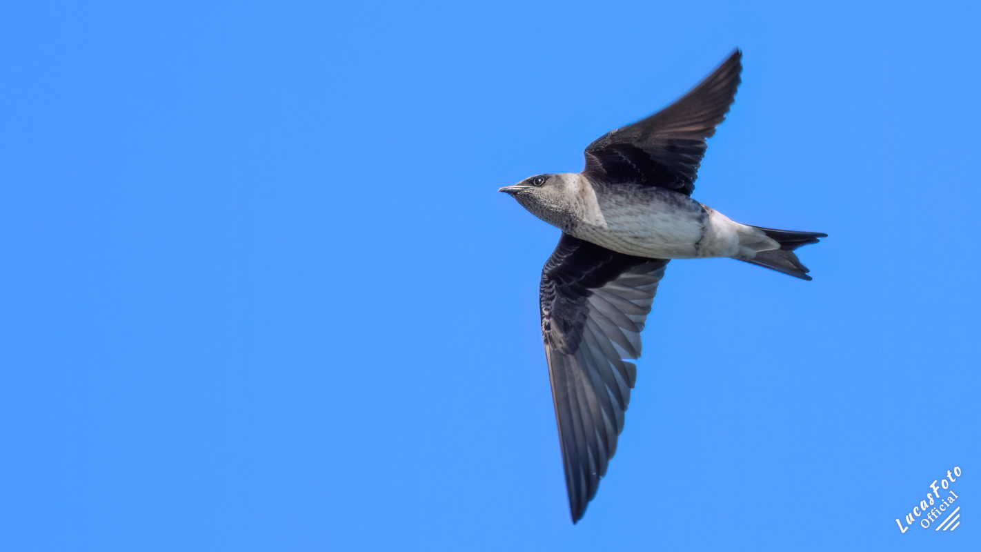 Purple Martin