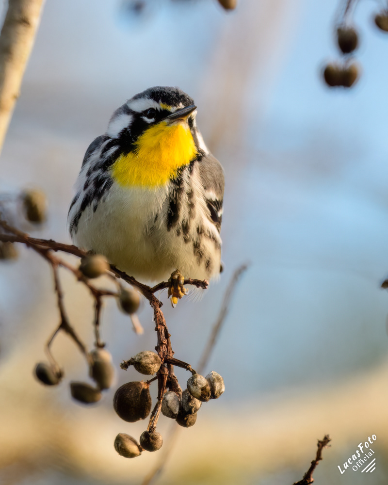 Yellow-throated Warbler