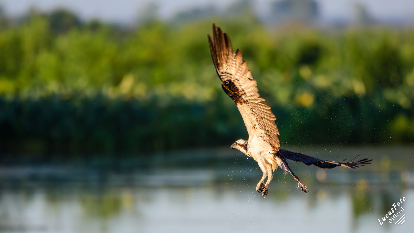 Osprey