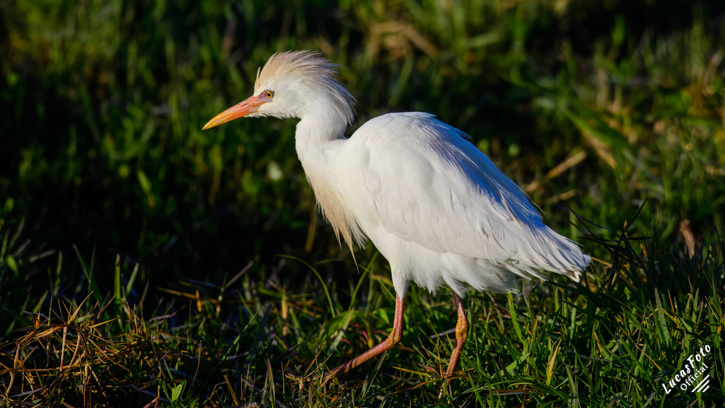 Cattle Egret