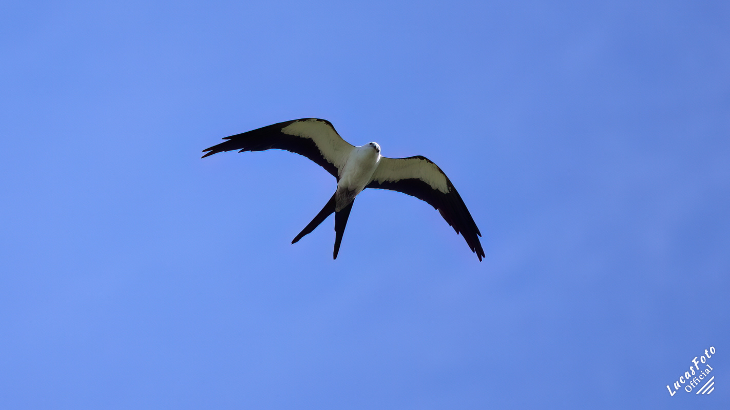 Swallow-tailed Kite