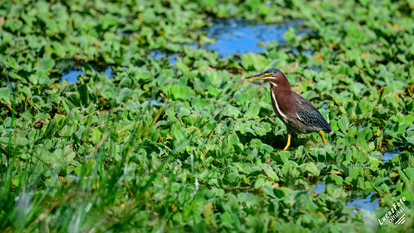 Green Heron