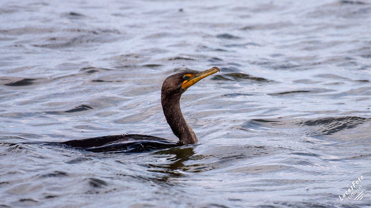 Anhinga