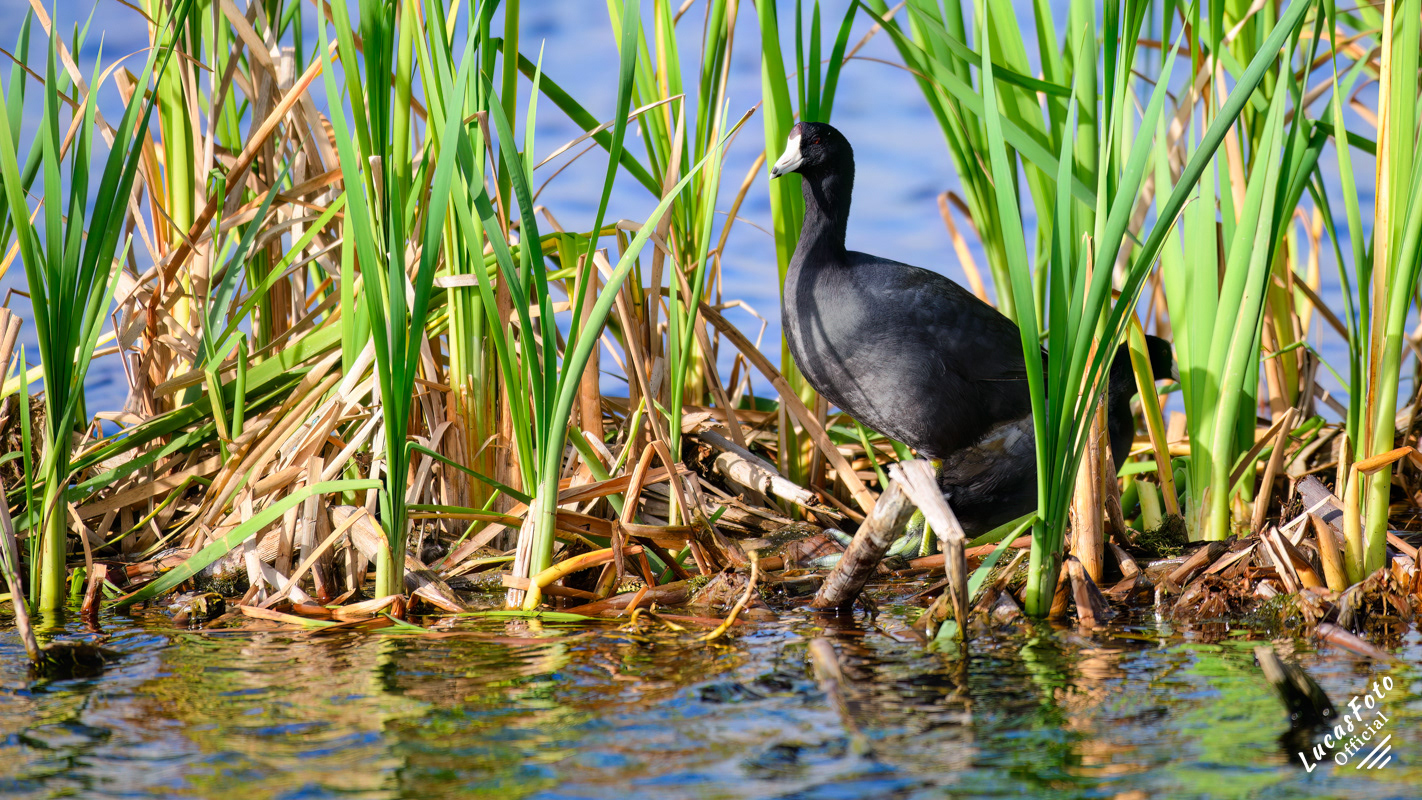 American Coot