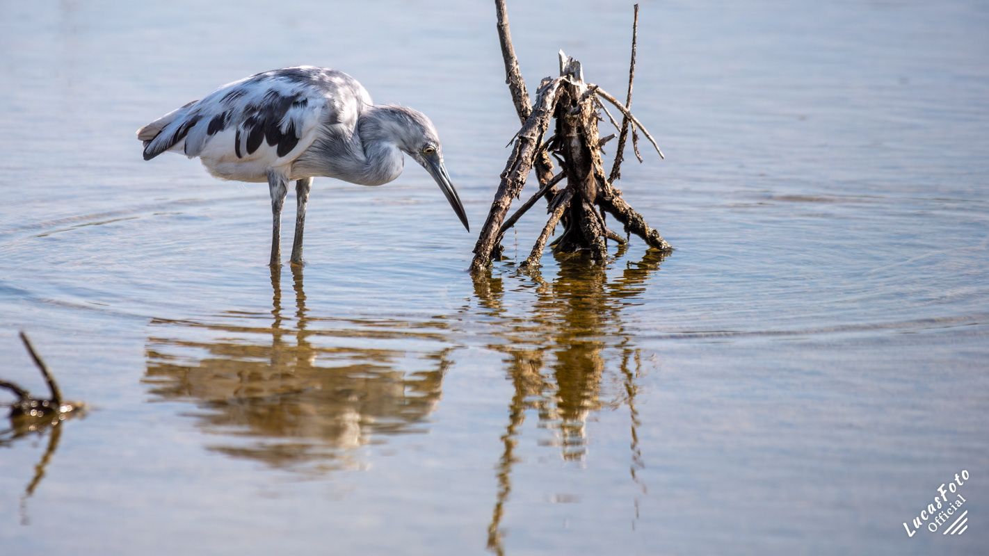 Juvenile Little Blue Heron