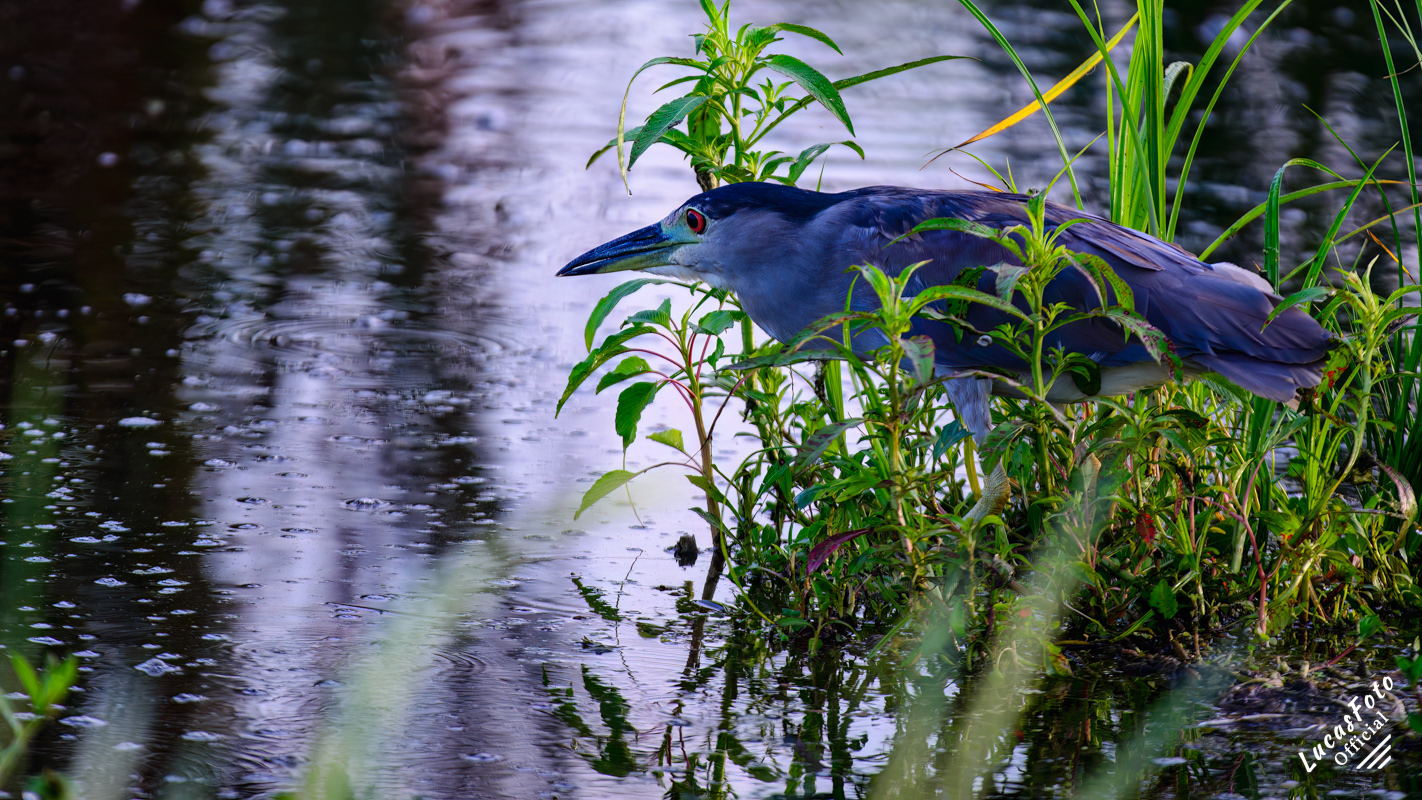 Black-crowned Night Heron