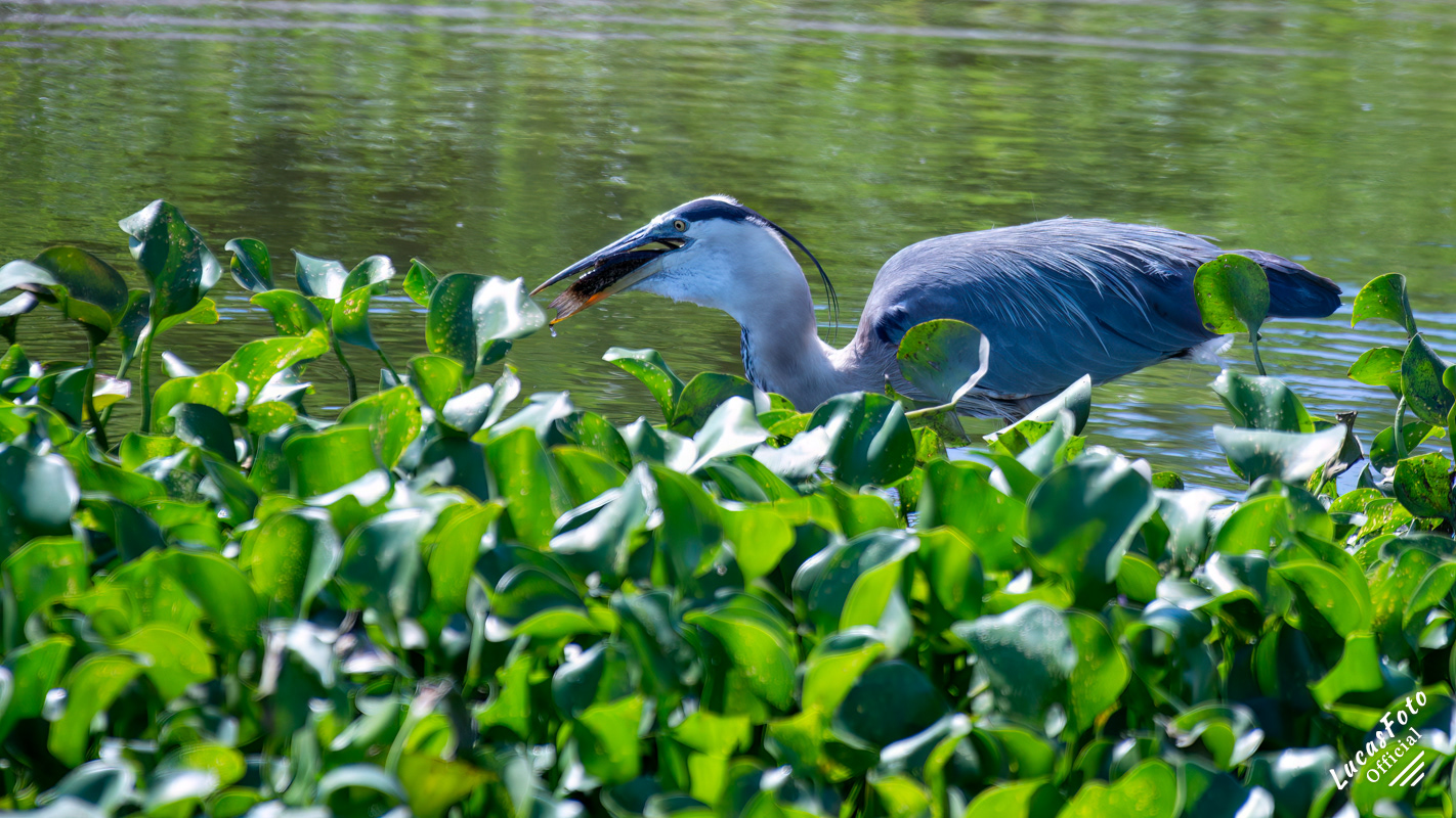 Great Blue Heron
