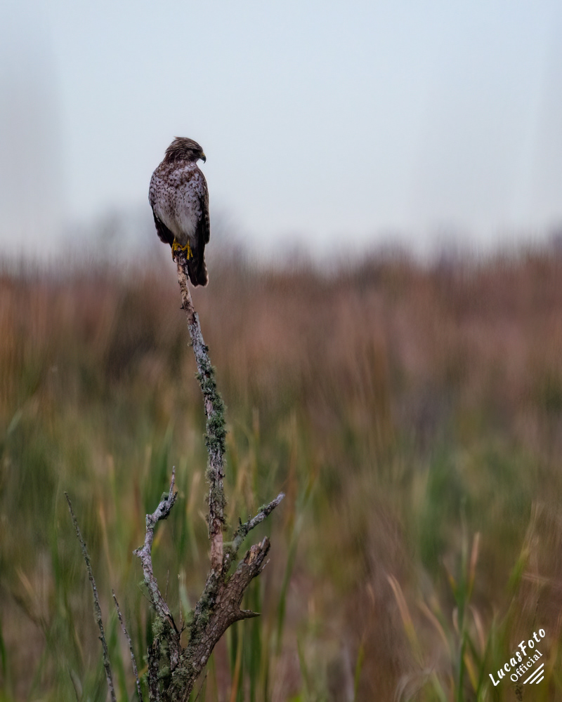 Red-shouldered Hawk