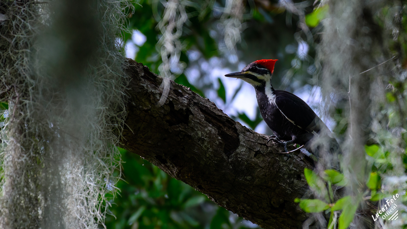 Pileated Woodpecker