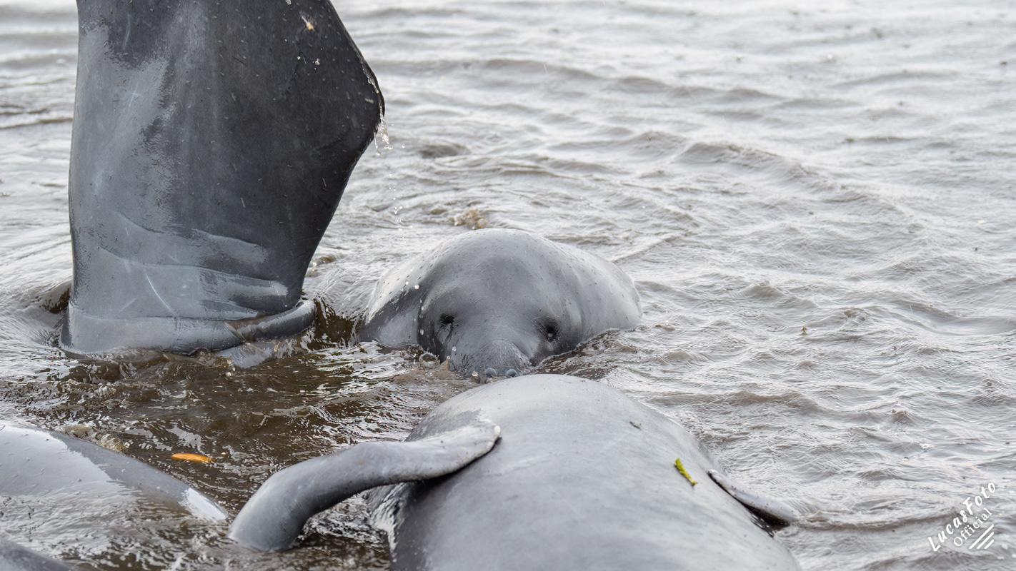 Manatee Mating Ball/Herd