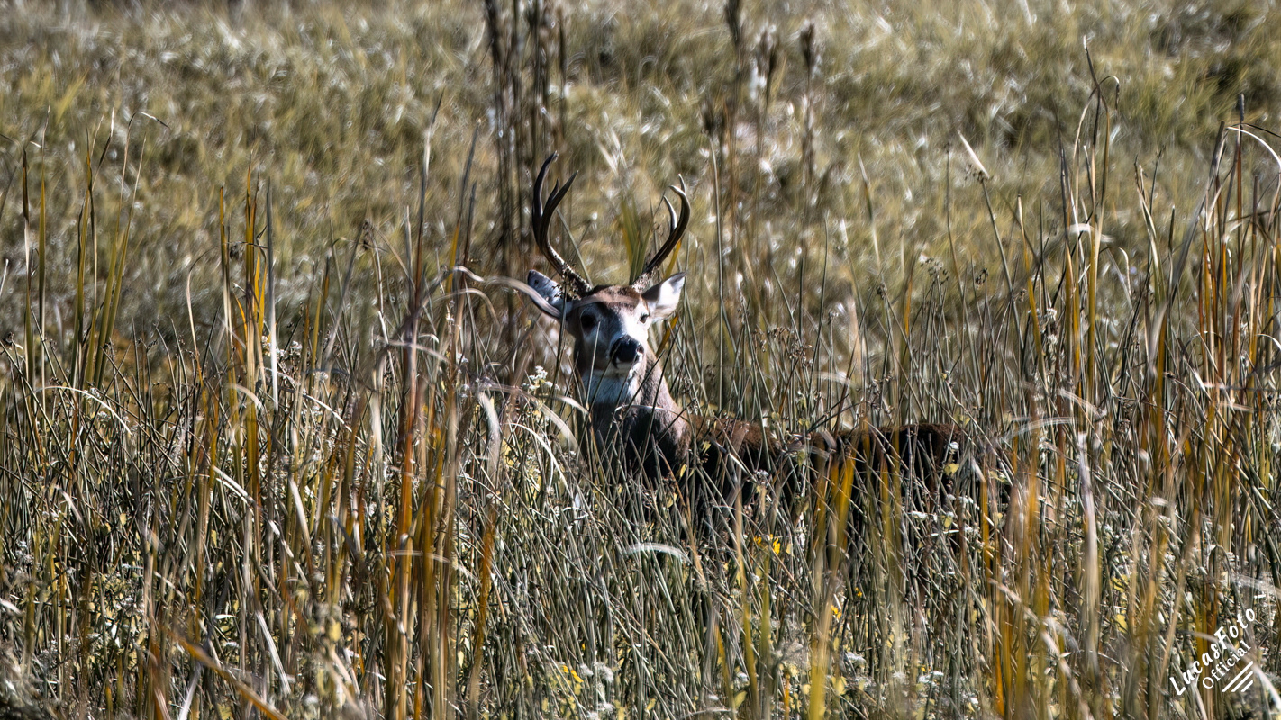 Whitetail