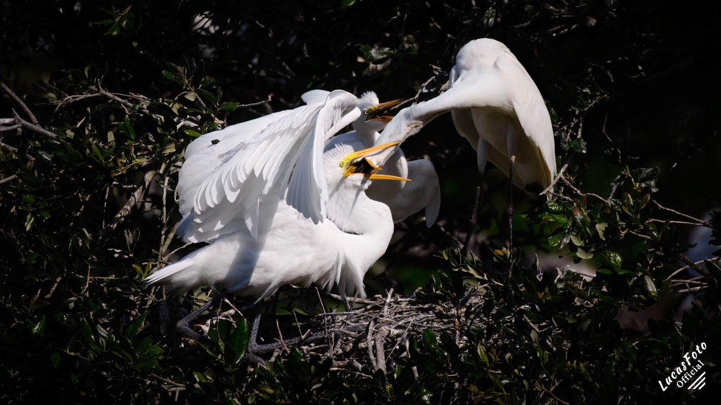 Great Egret