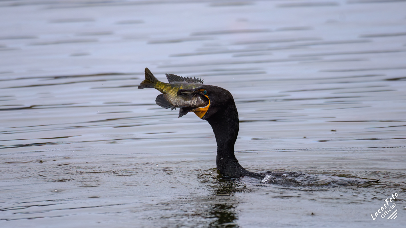 Double-crested Cormorant