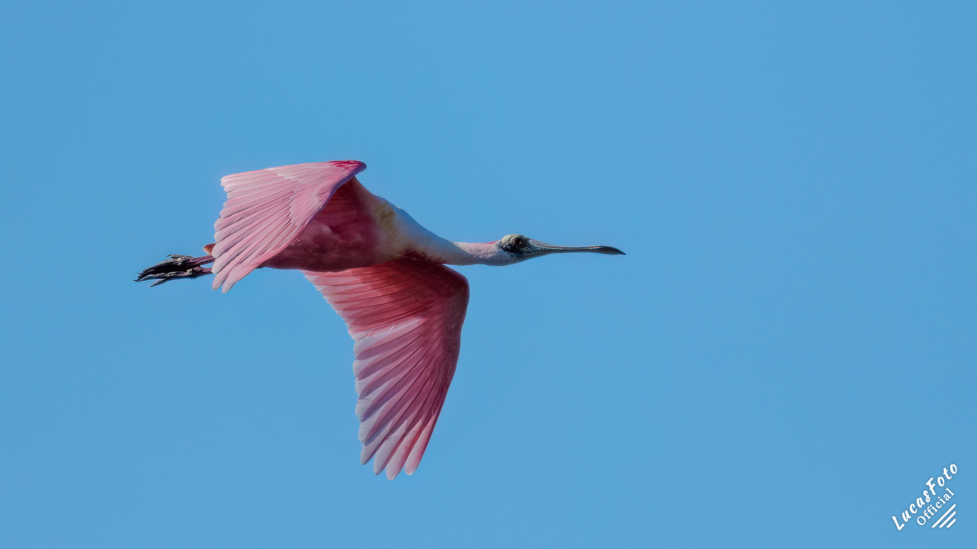 Roseate Spoonbill