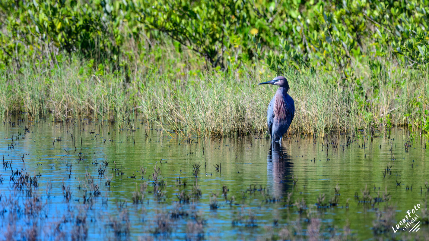 Reddish Egret