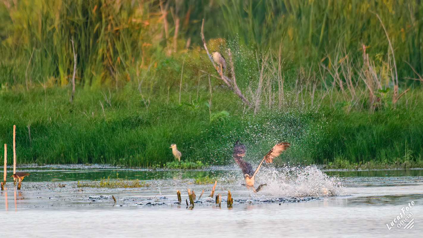 Black-crowned Night Heron / Osprey