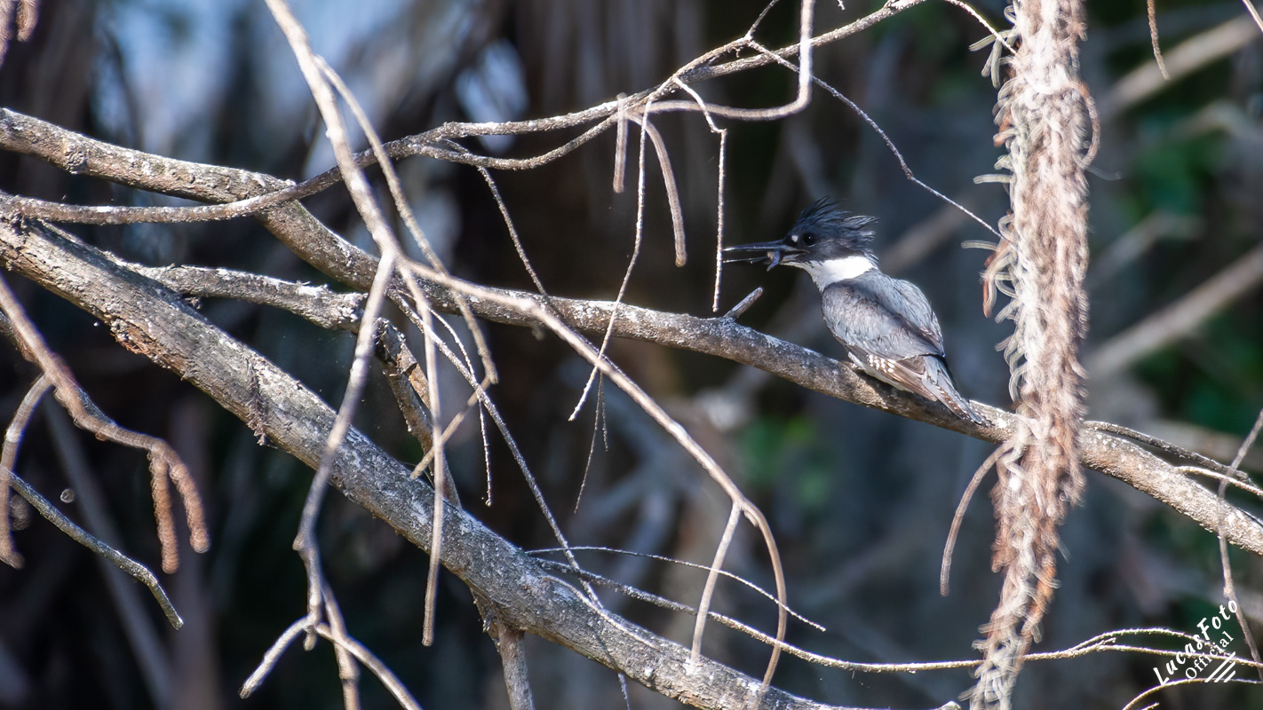 Belted Kingfisher