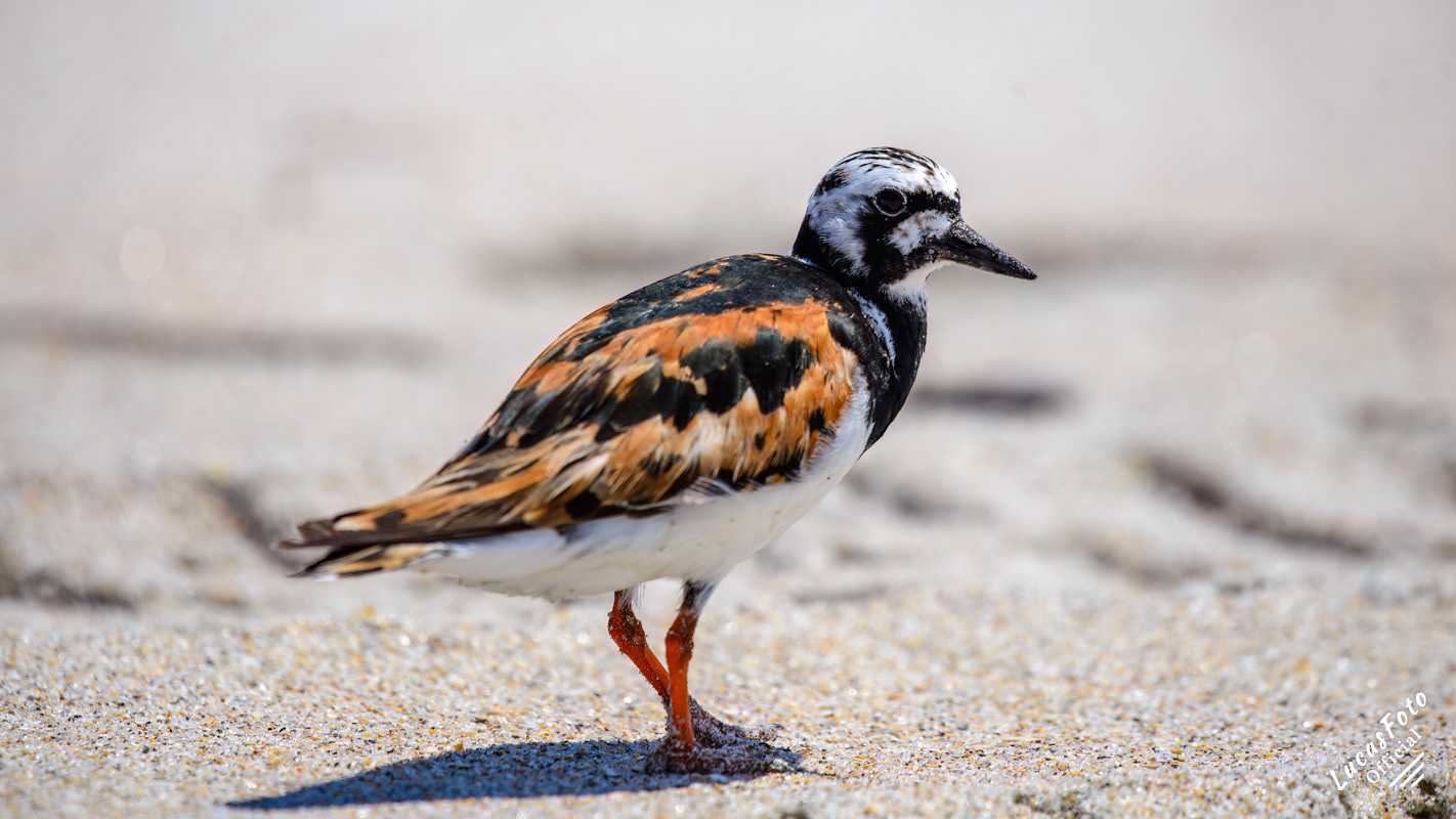 Ruddy Turnstone