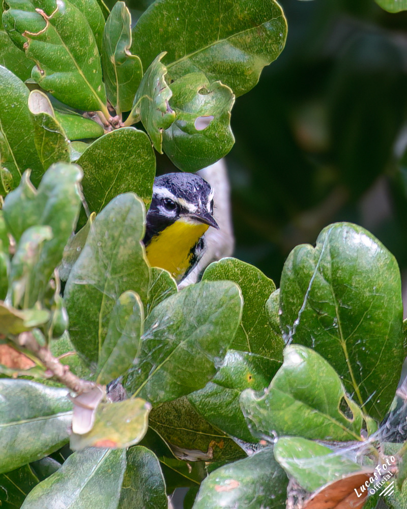 Yellow-throated Warbler