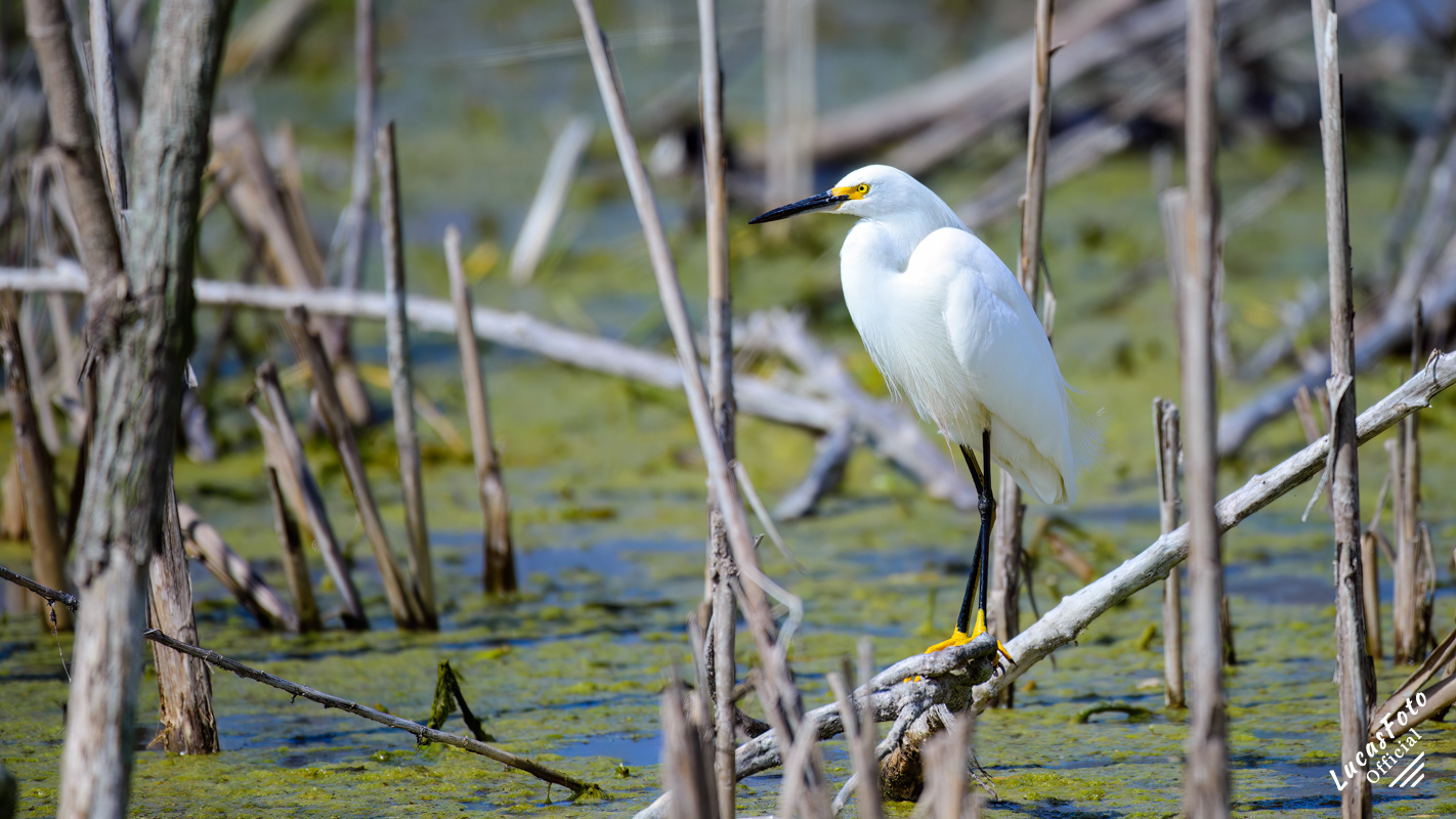 Snowy Egret