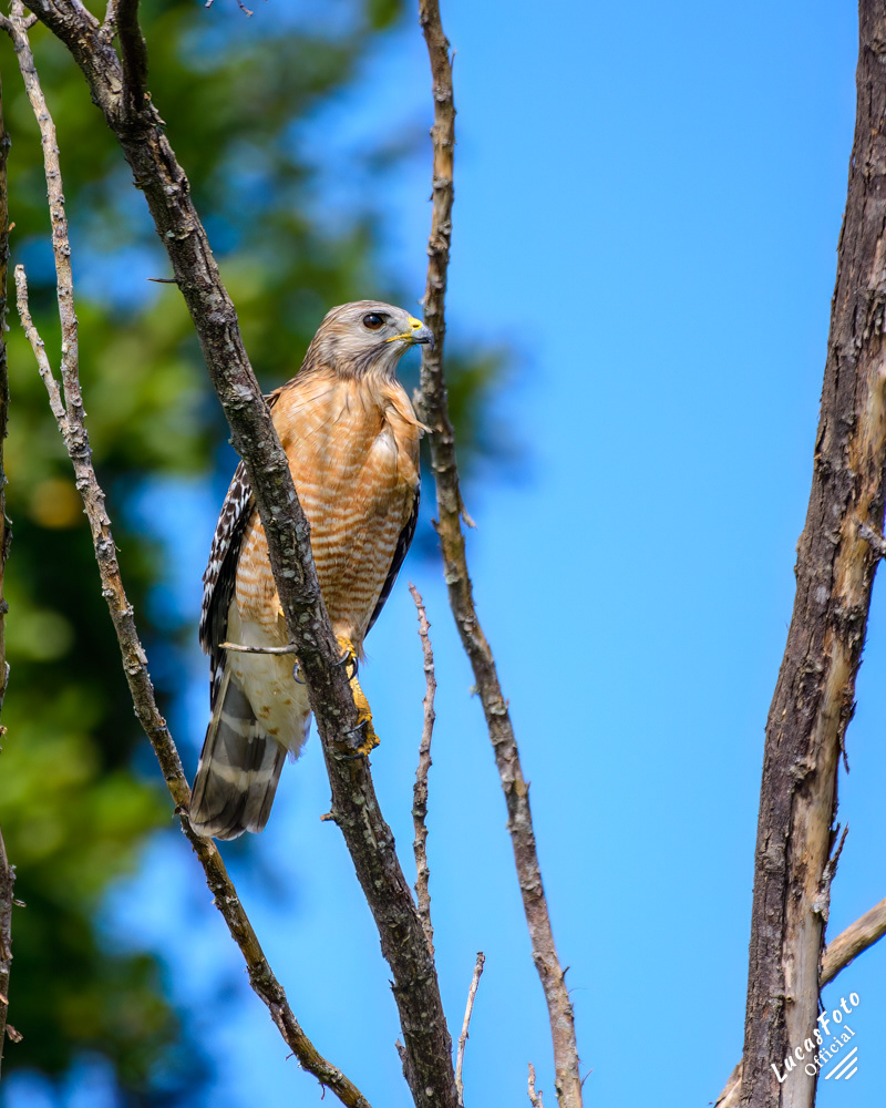 Red-shouldered Hawk