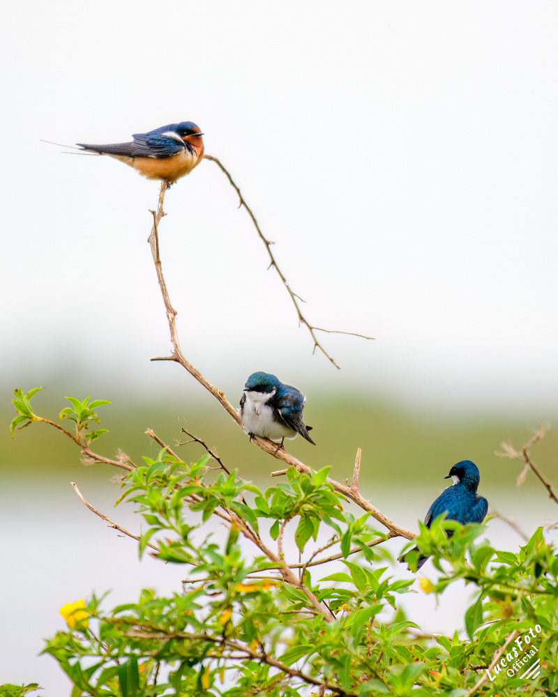 Barn Swallow / Tree Swallow