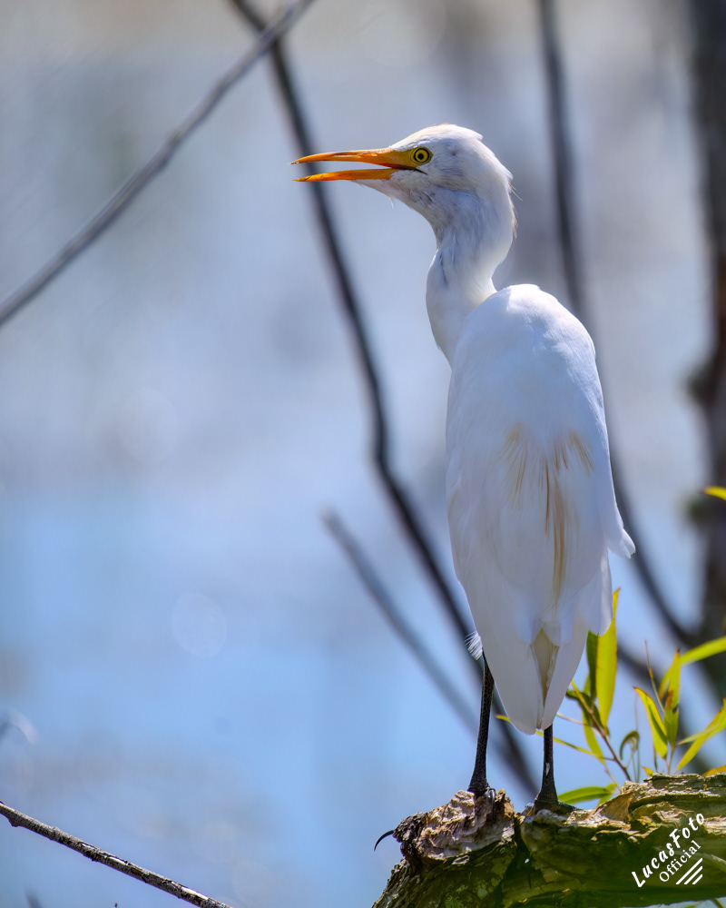 Cattle Egret