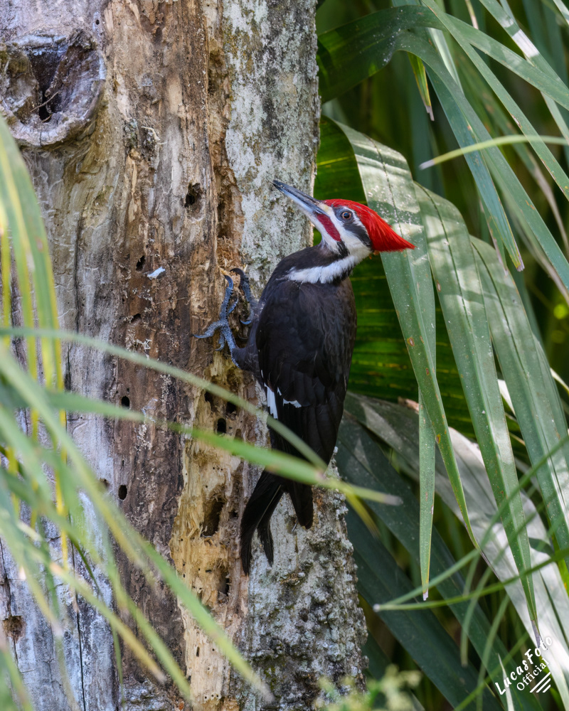 Pileated Woodpecker