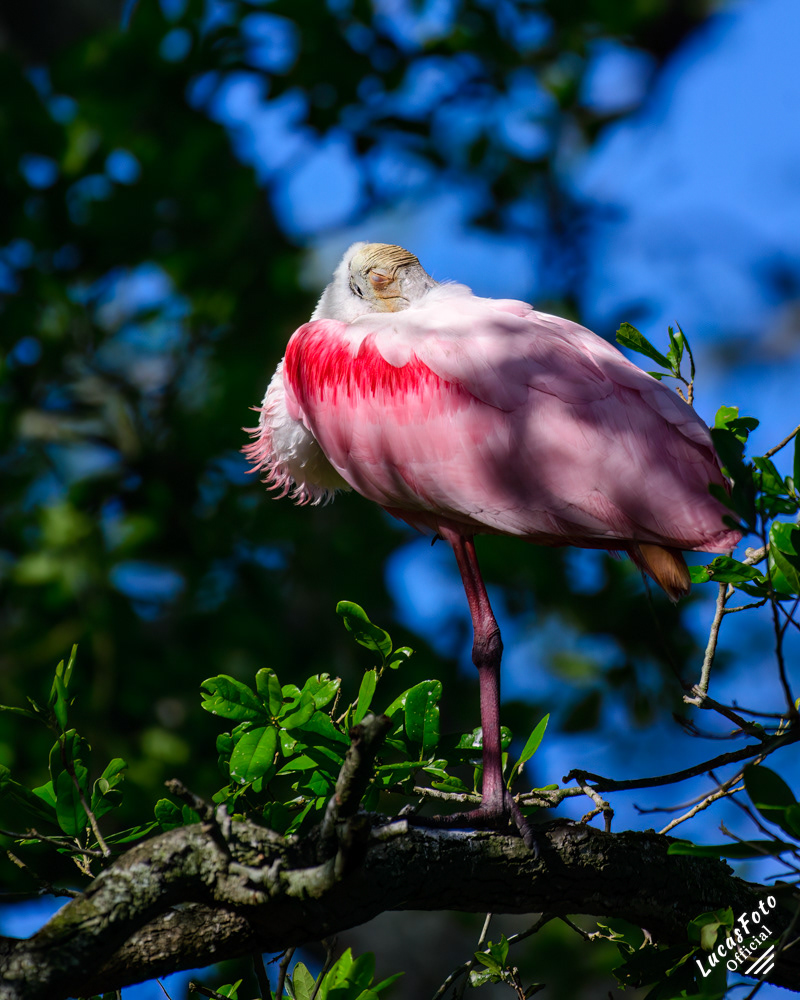 Roseate Spoonbill