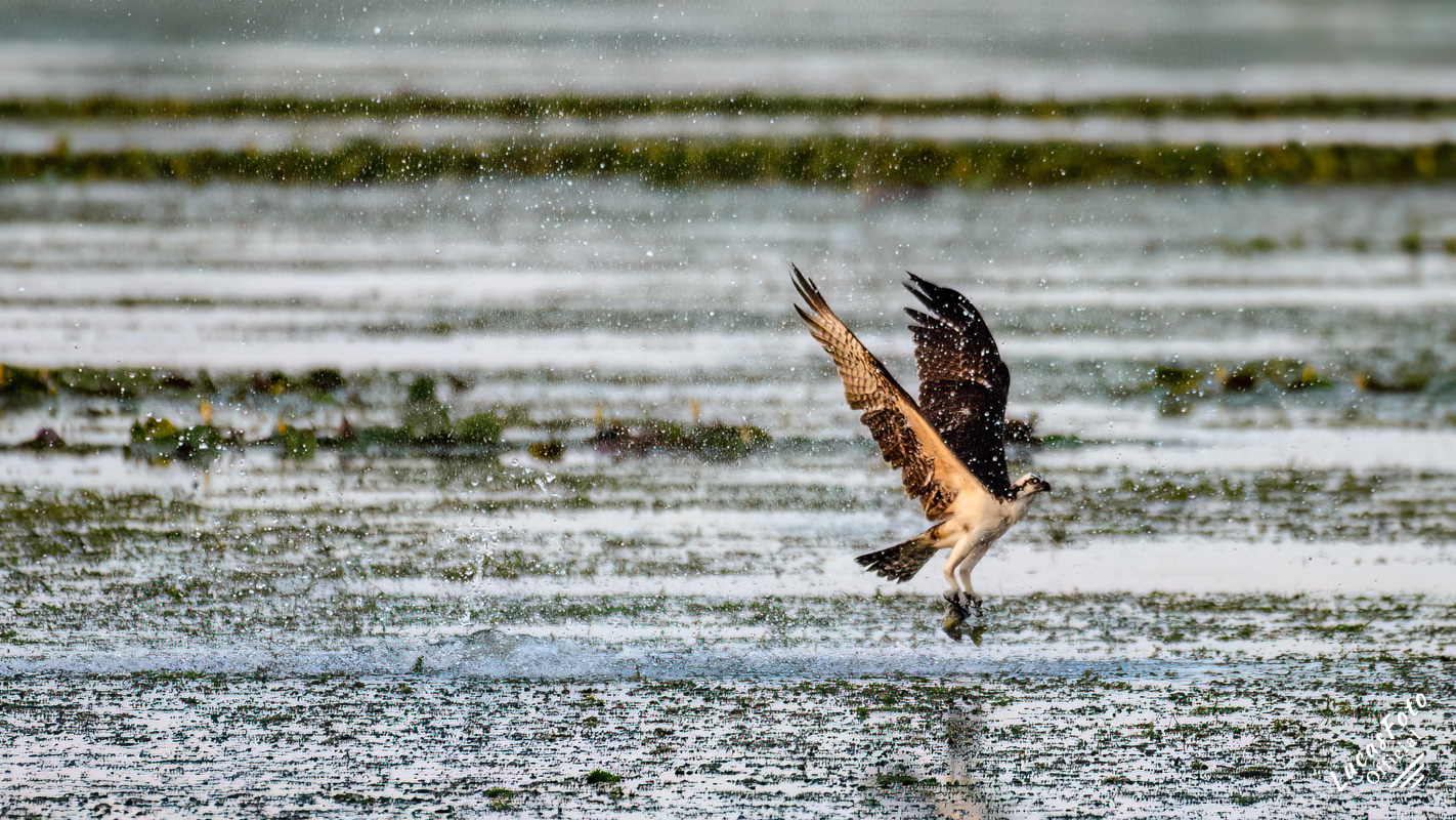 Osprey