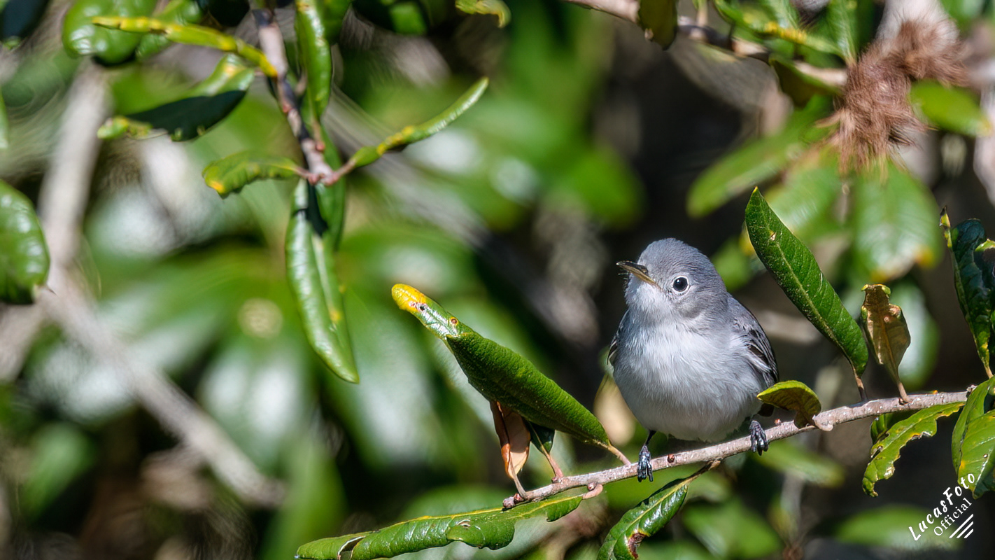 Blue-gray Gnatcatcher