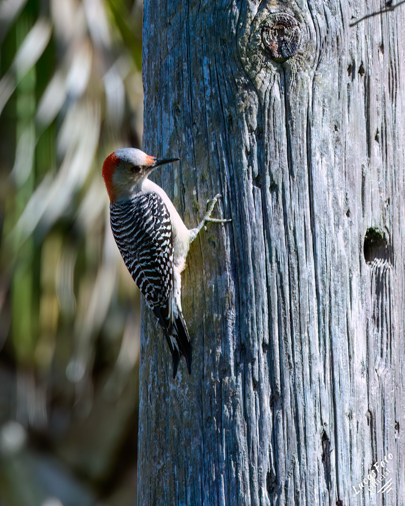 Red-bellied Woodpecker