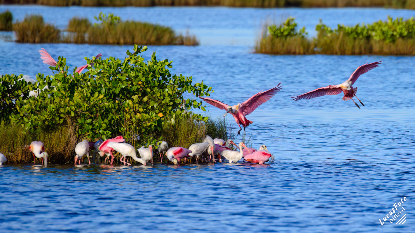Roseate Spoonbill