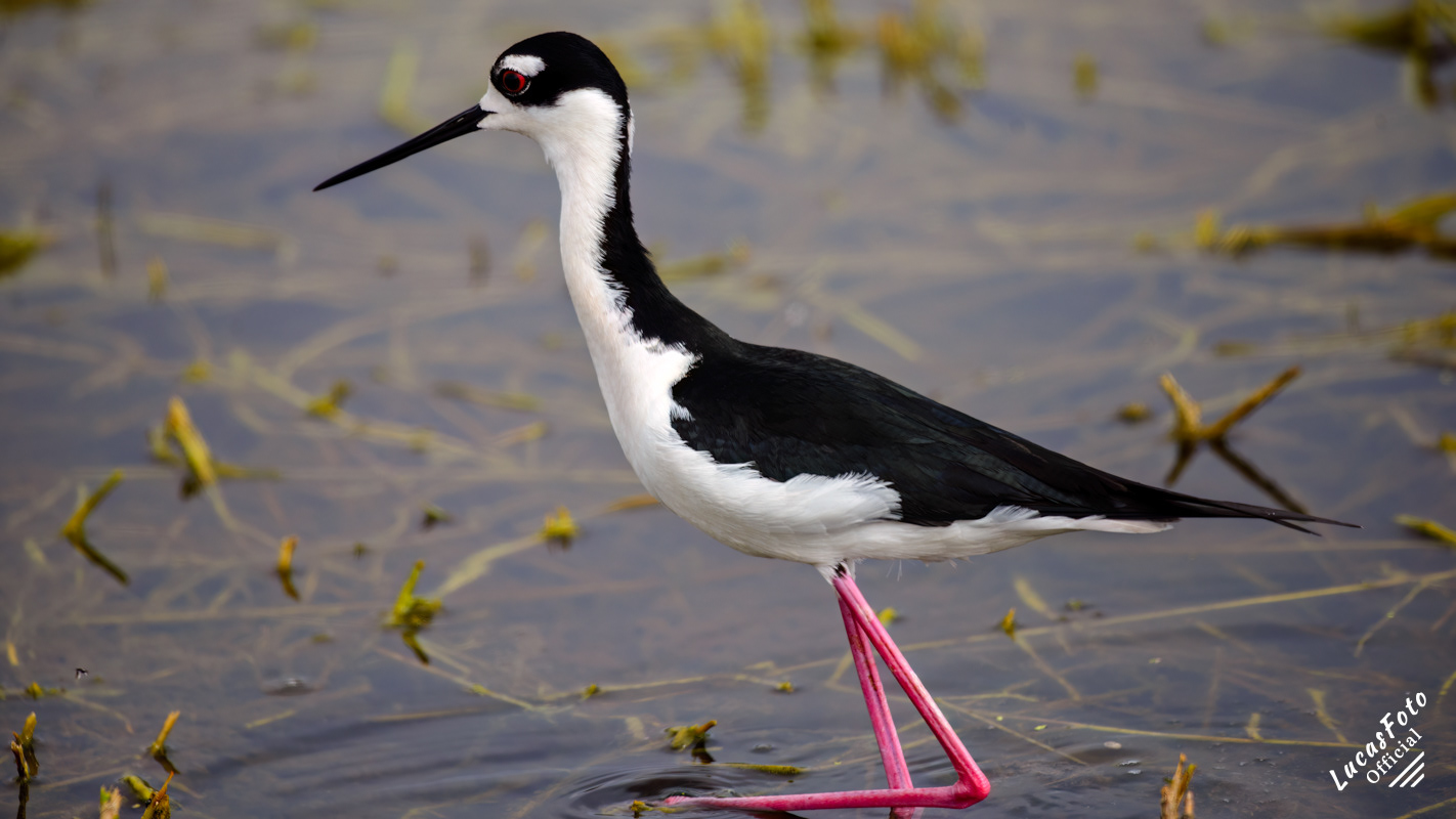 Black-necked Stilt
