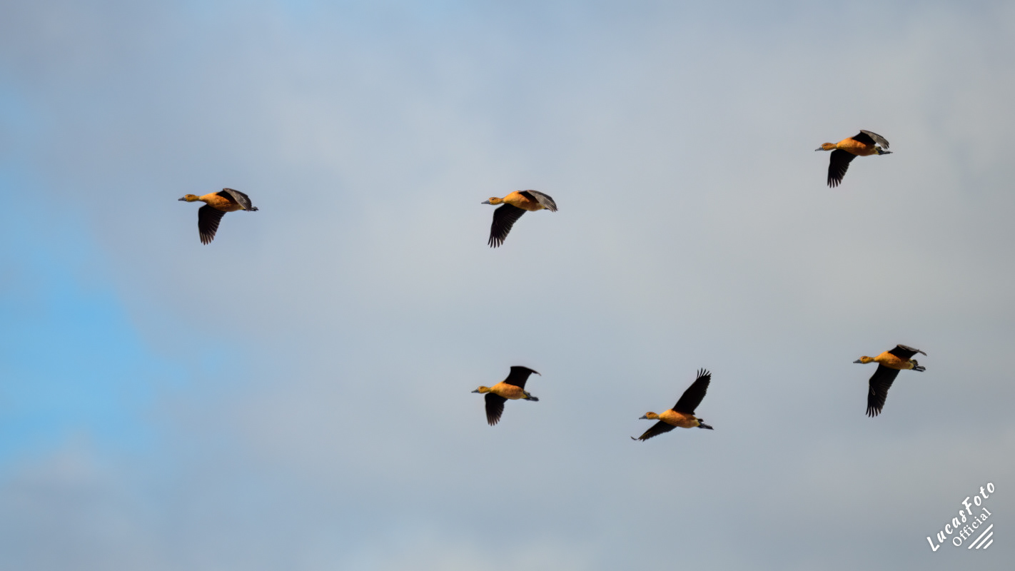 Fulvous Whistling-Duck