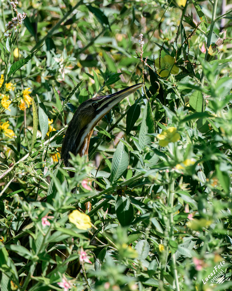 American Bittern