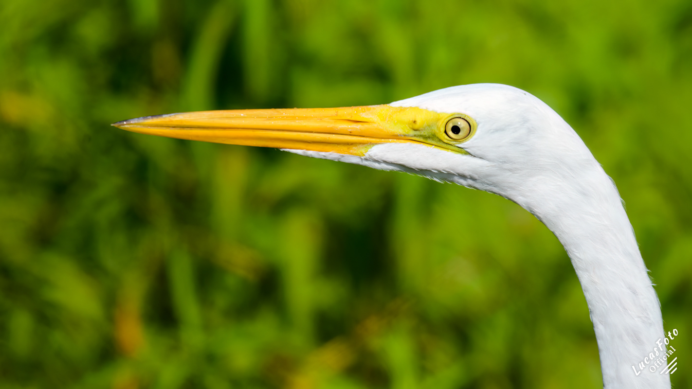 Great Egret