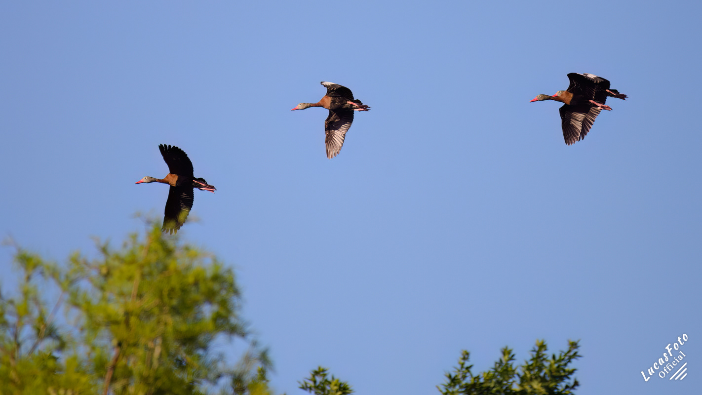 Black-bellied Whistling-Duck