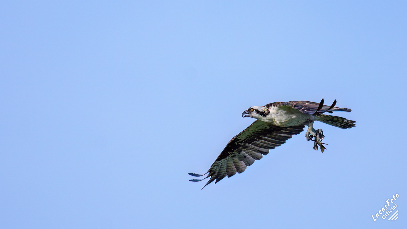 Osprey