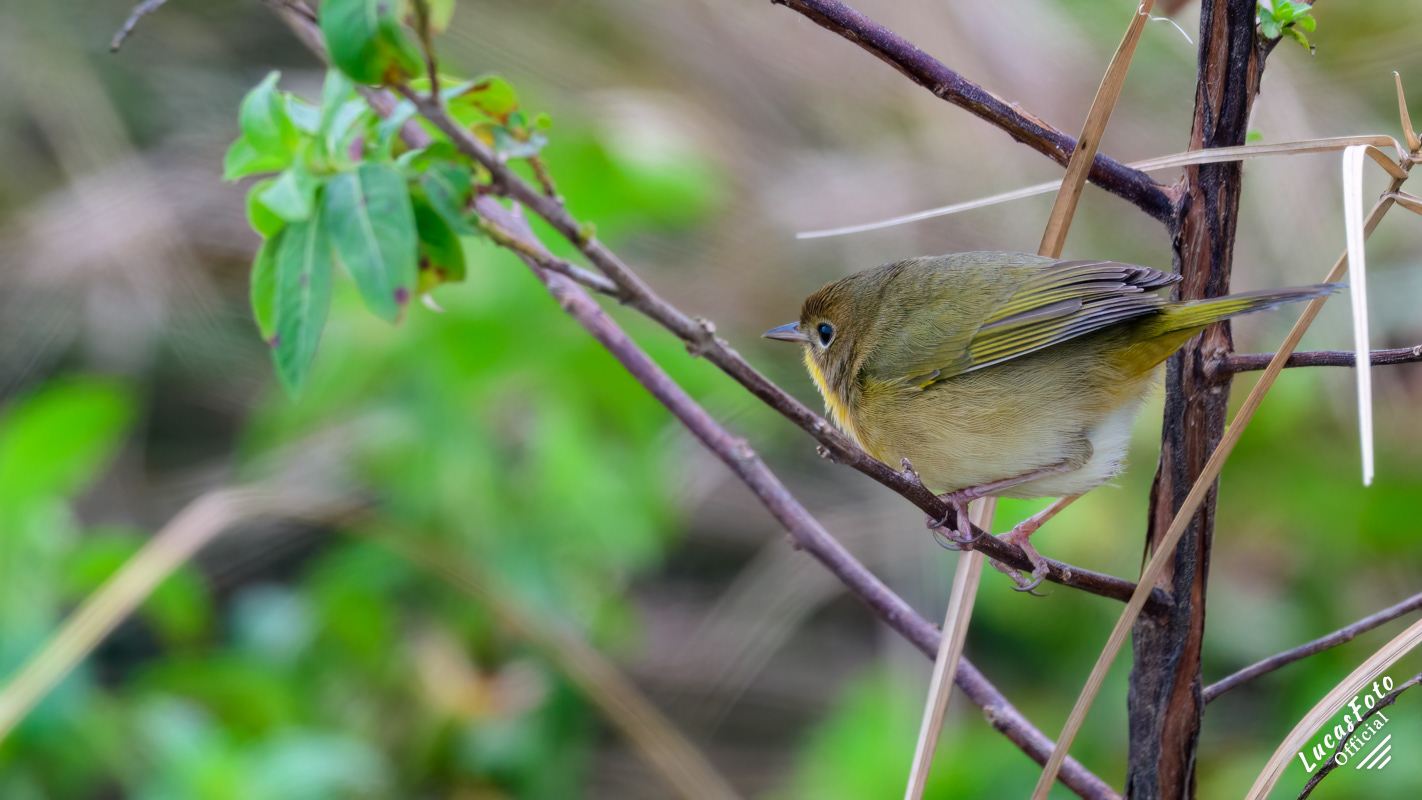 Orange-crowned Warbler