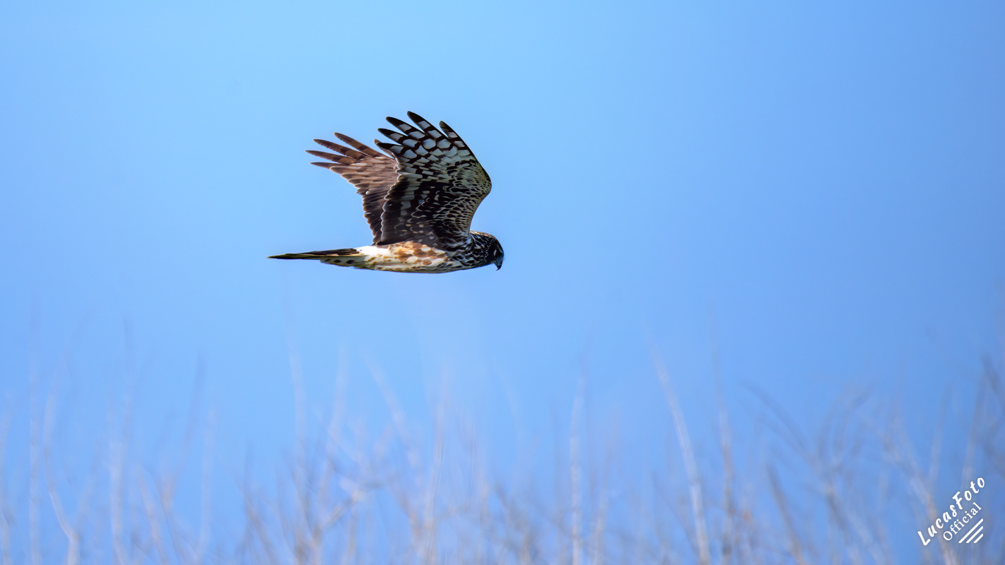 Northern Harrier