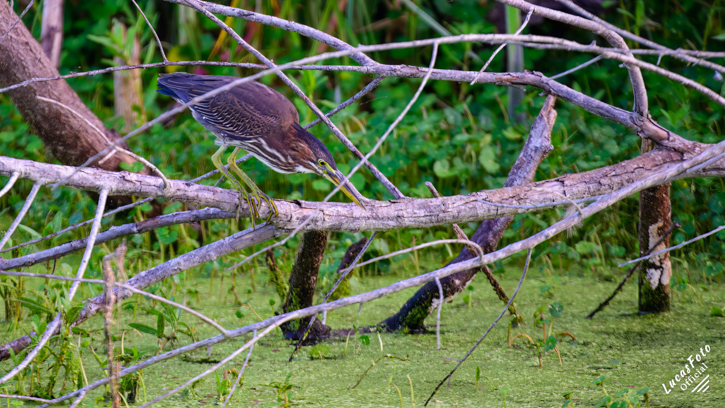 Green Heron