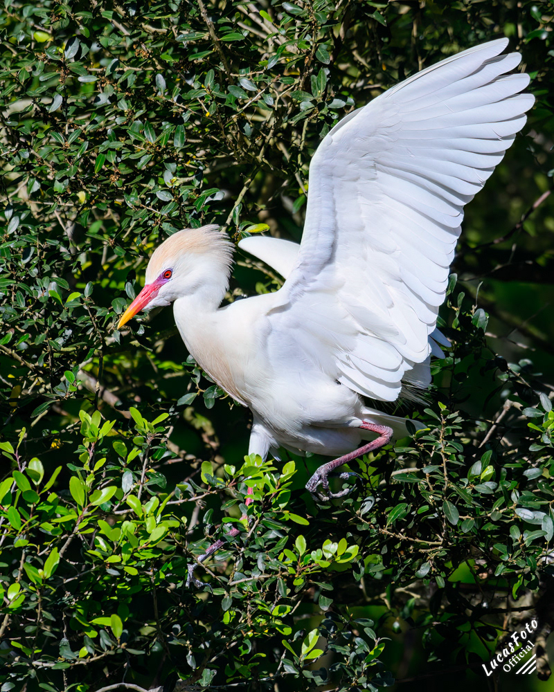 Cattle Egret